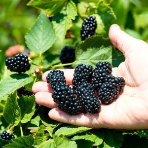 Fruit