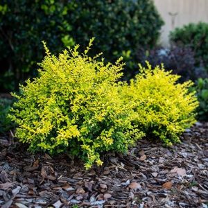 Shrubs
