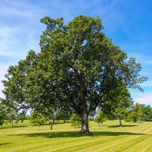 Trees